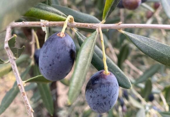 Olivenöl - das flüssige Gold in Italien  - Die Qualität und Herkunft des nativen Olivenöls extra