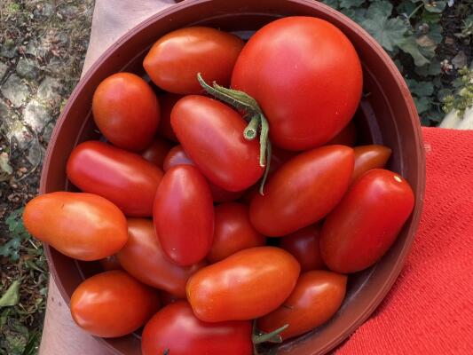 Frische Tomatensoße: Rezept mit sonnengereiften Tomaten aus dem Garten - Frische Tomatensoße: Rezept mit reifen Tomaten aus dem Garten