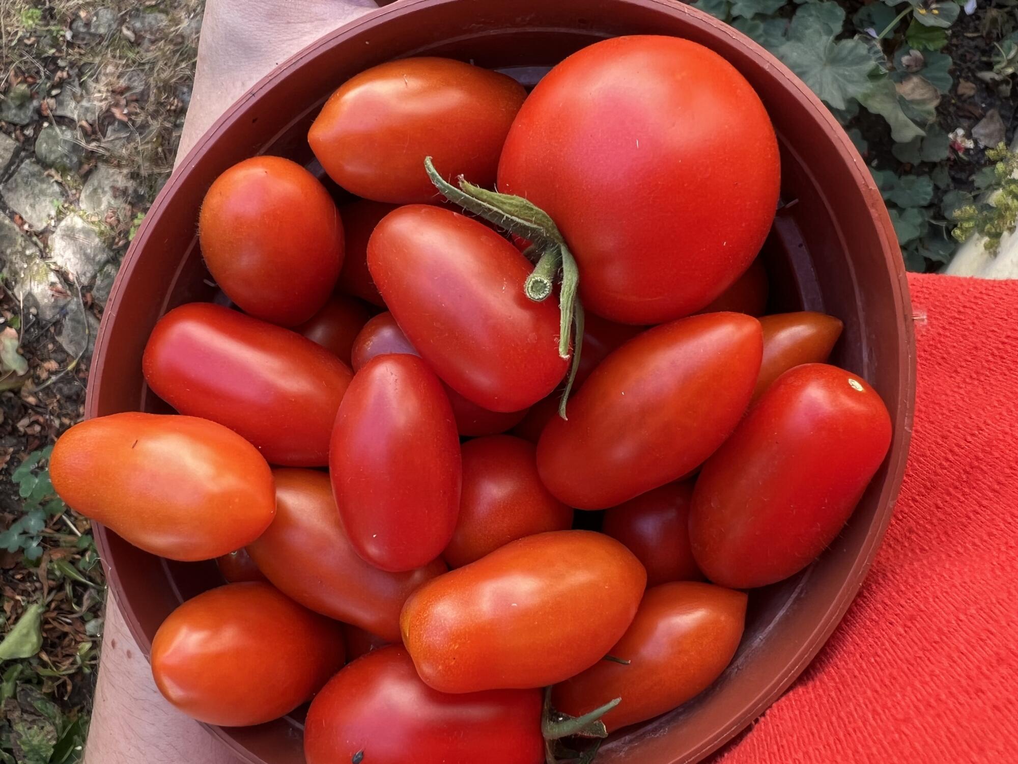 erntefrische Tomaten aus dem garten
