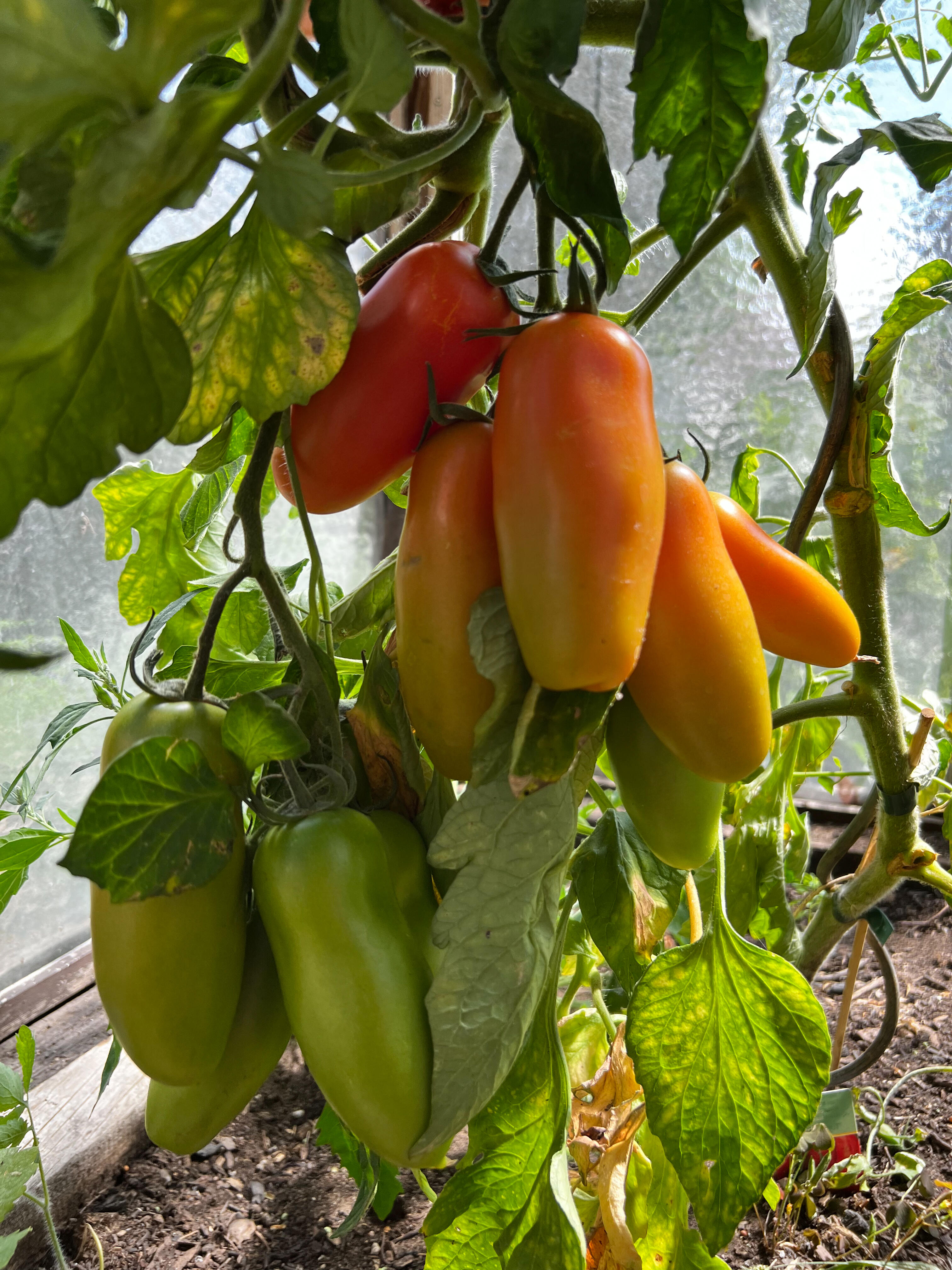 tomatenpflanze im garten 